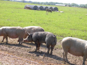 Freilandschweine in McPomm, von wegen Schweinegrippe