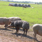 Freilandschweine in McPomm, von wegen Schweinegrippe